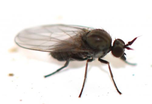 Réf. 281 022 : Microphor sp.